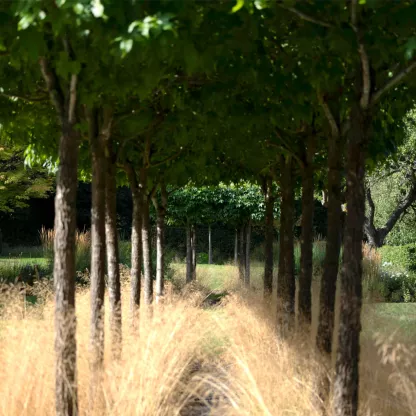 Treeline