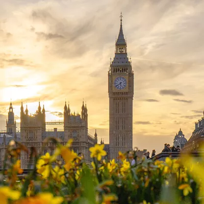 Big Ben in background with spring time daffodils in focus in the foreground